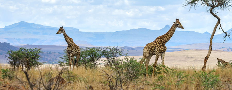 Kruger Animal Tracker